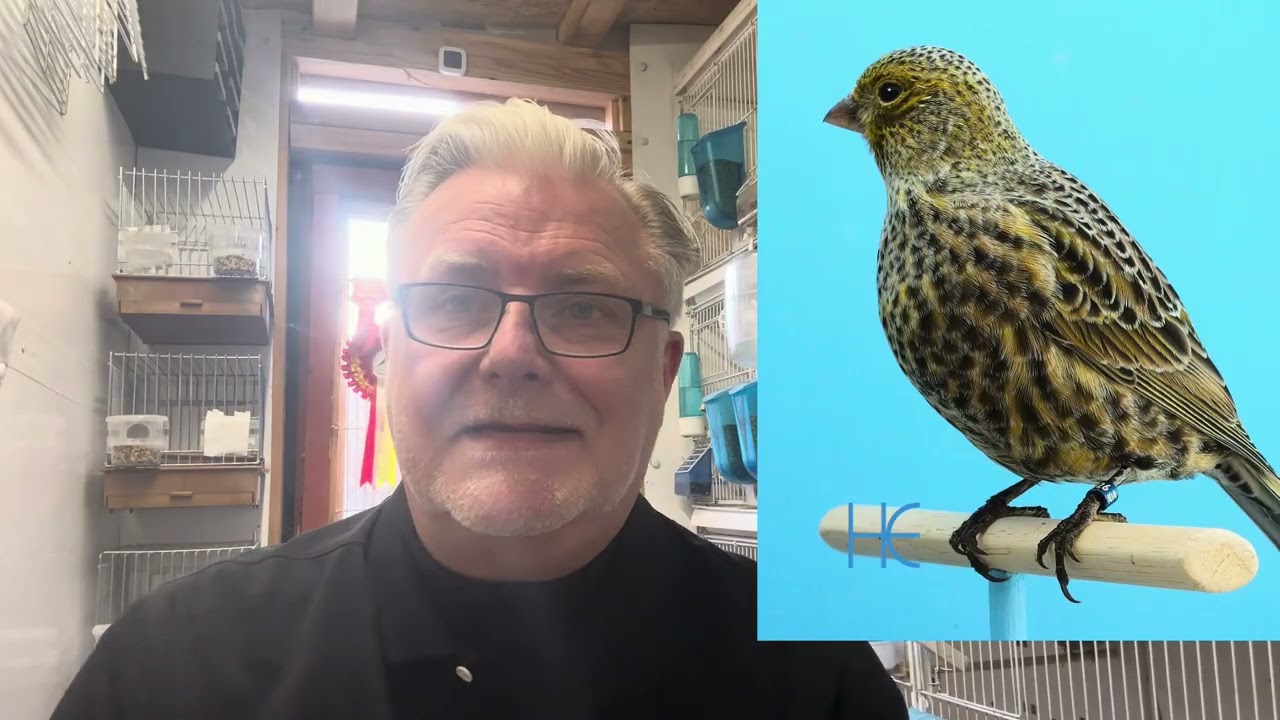 The Classic Lizard Canary Series 2, Episode 2 February 2025 Update & Cap and Colour Classification