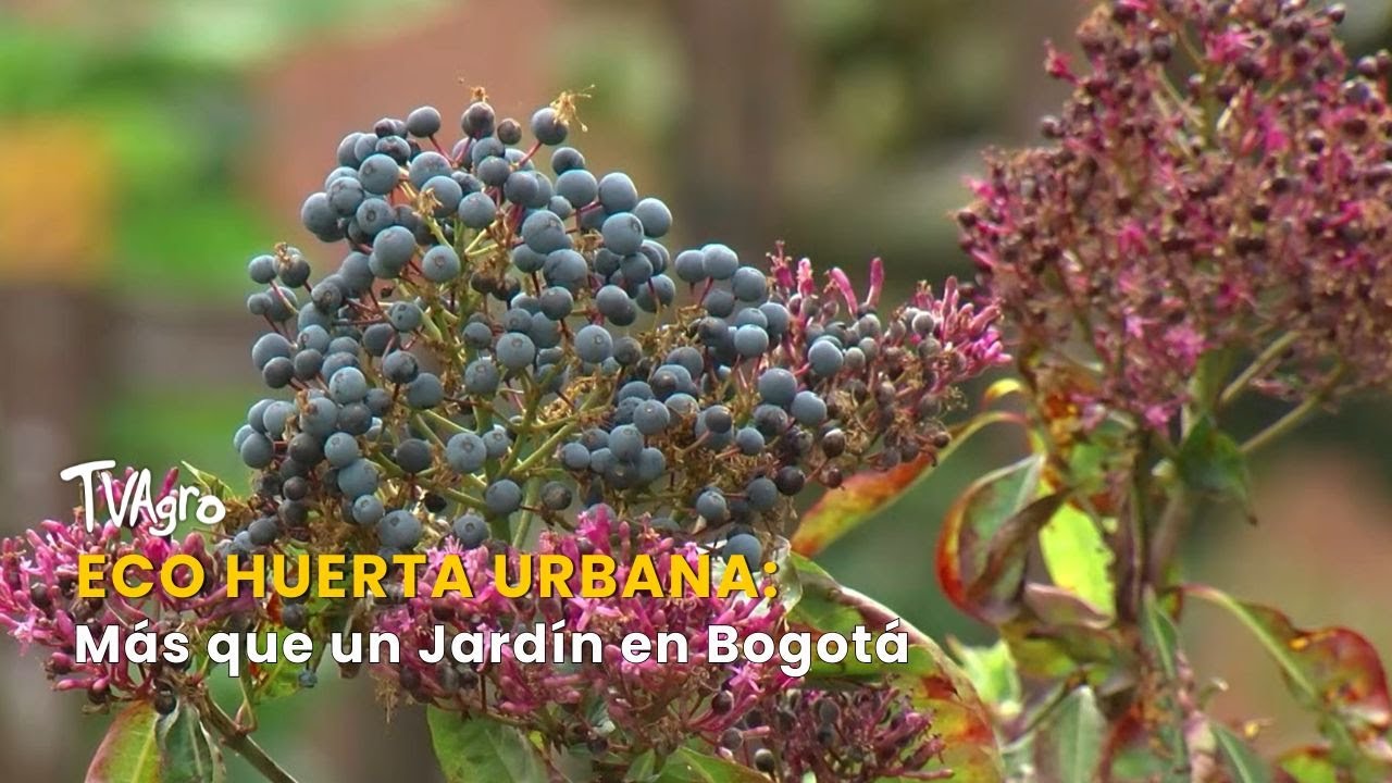 Eco huerta Urbana: Más que un Jardín en Bogotá- TvAgro por Juan Gonzalo Angel
