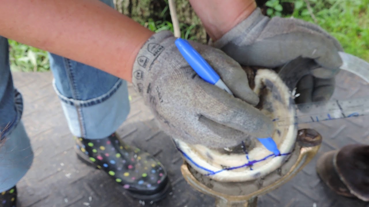 TACT Trim Example on Hooves With 1
