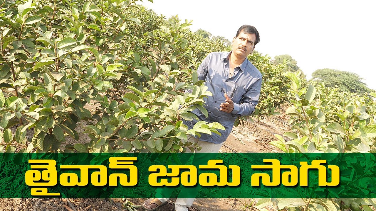 తైవాన్ జామ సాగు Taiwan Guava Cultivation, Purnachander rao 9885185405