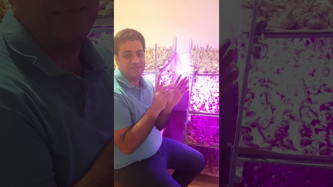 growing saffron indoors 0 by 100
