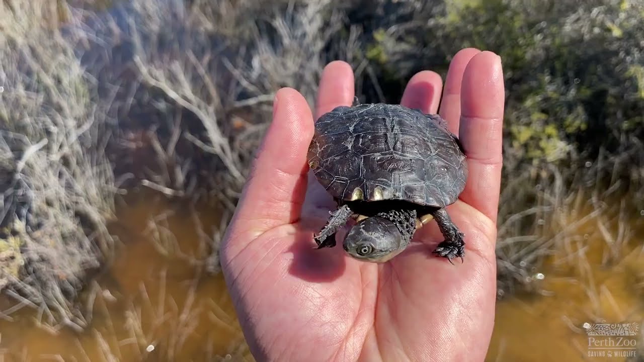 Perth Zoo releasing Western Swamp Tortoises
