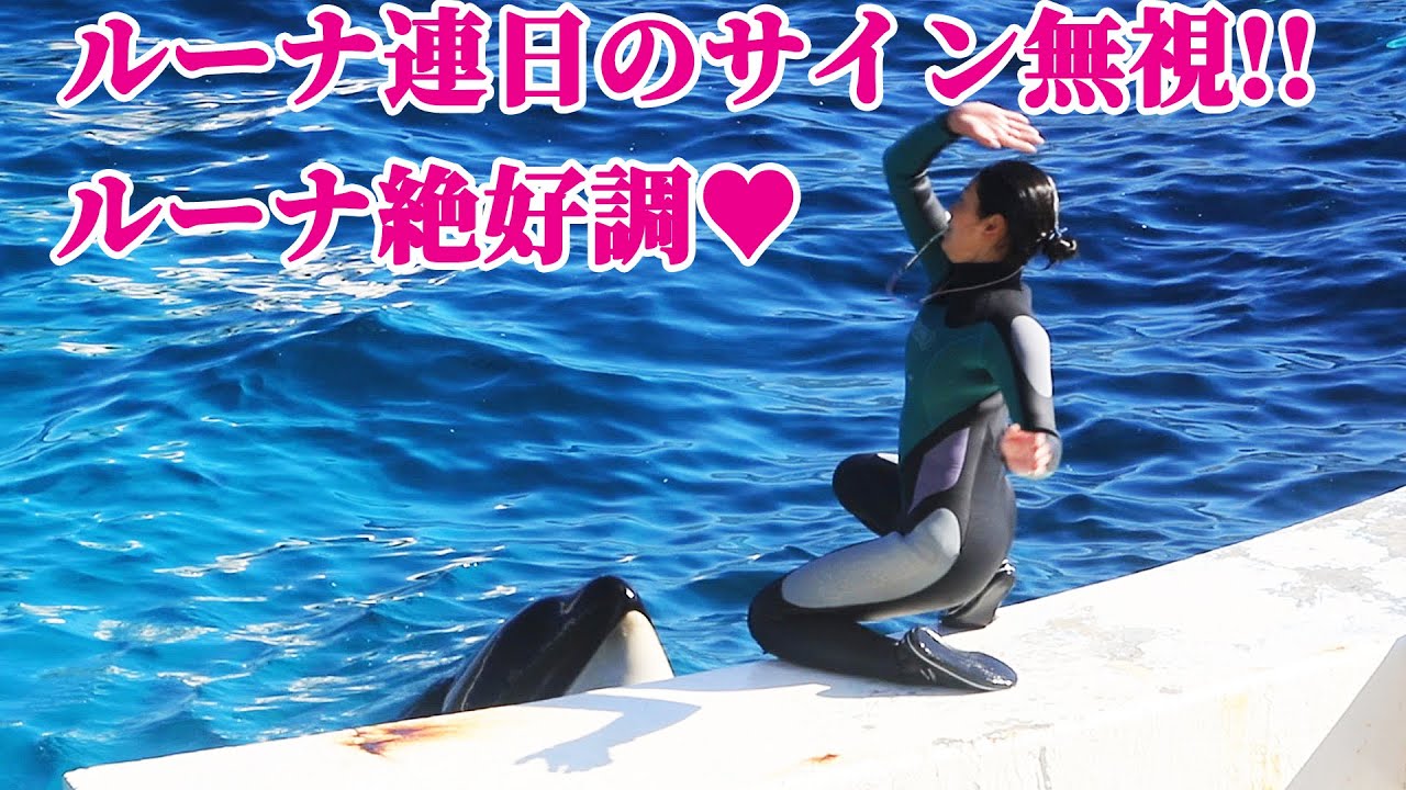 鴨川シーワールドのシャチがトレーナーさんのサイン無視「テヘペロ～」シャチショー KamogawaSeaWorld  orca killerwhale