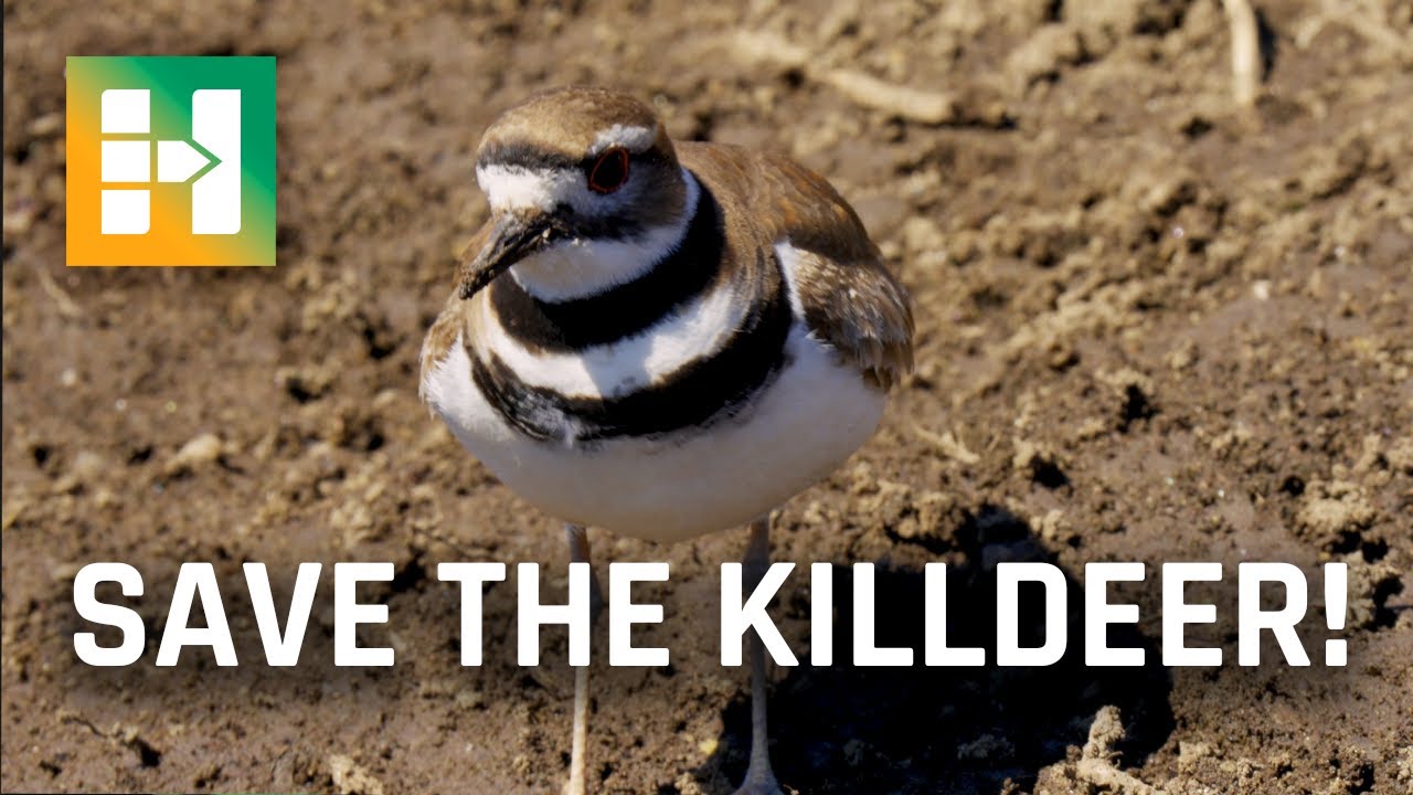 In The Field: Protecting a Killdeer Nest