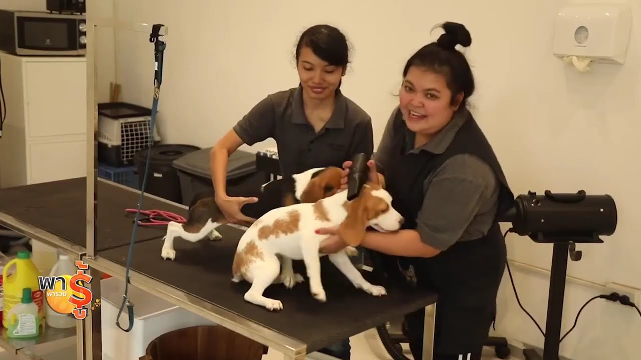 Pet Hotel Bangkok ความต่างของโรงแรมหรูสำหรับสัตว์เลี้ยง [13 มิถุนายน 2563]