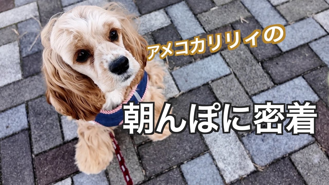アメコカリリィの朝んぽに密着