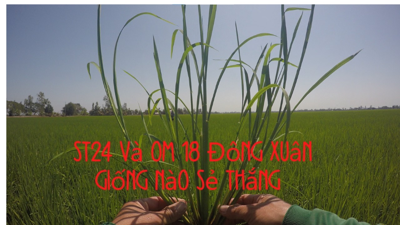 Giống  ST24 và OM18 Đông Xuân Giống Nào Sẻ Thắng Phong Bui vlogs.