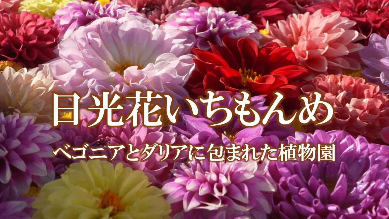 日光花いちもんめ  ～ベゴニアとダリアに包まれた植物園～／A Botanical Garden, Nikko Hana Ichimonme.