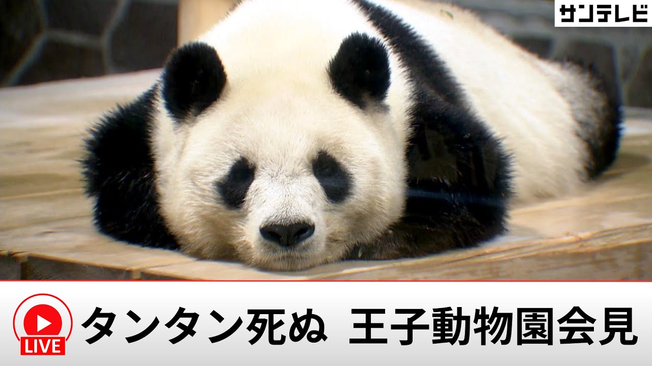 【LVIE配信】「タンタン死ぬ」王子動物園会見