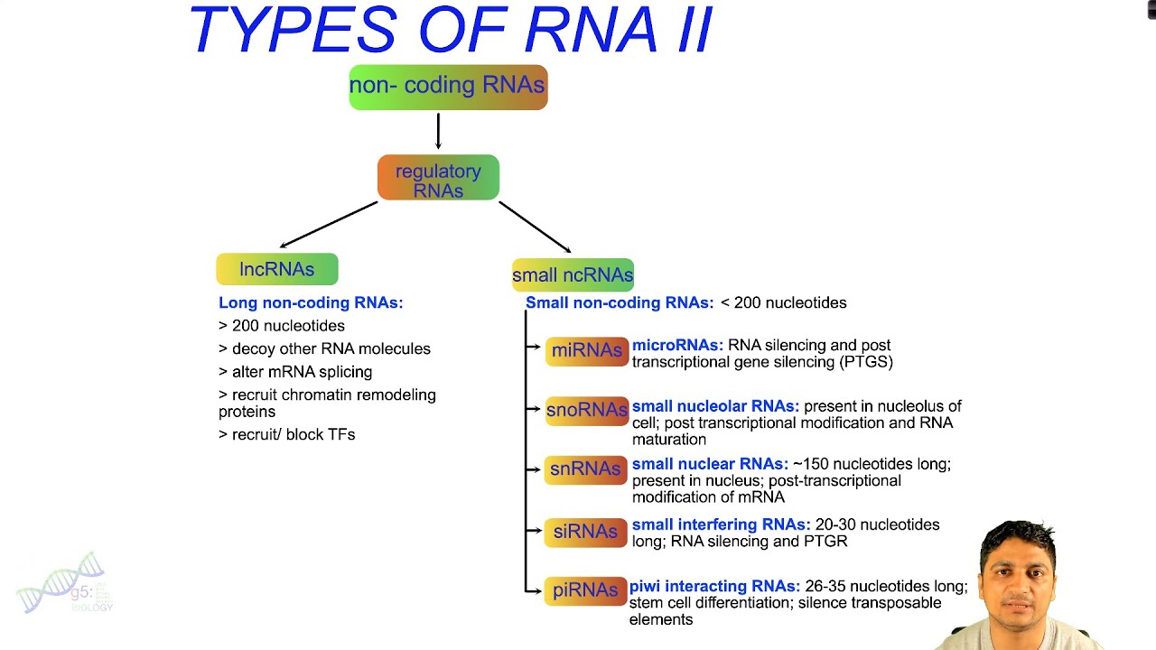 Types of RNA -II | Non-coding Regulatory RNAs (lncRNAs, miRNAs, snoRNAs, snRNAs, siRNAs, piRNAs)