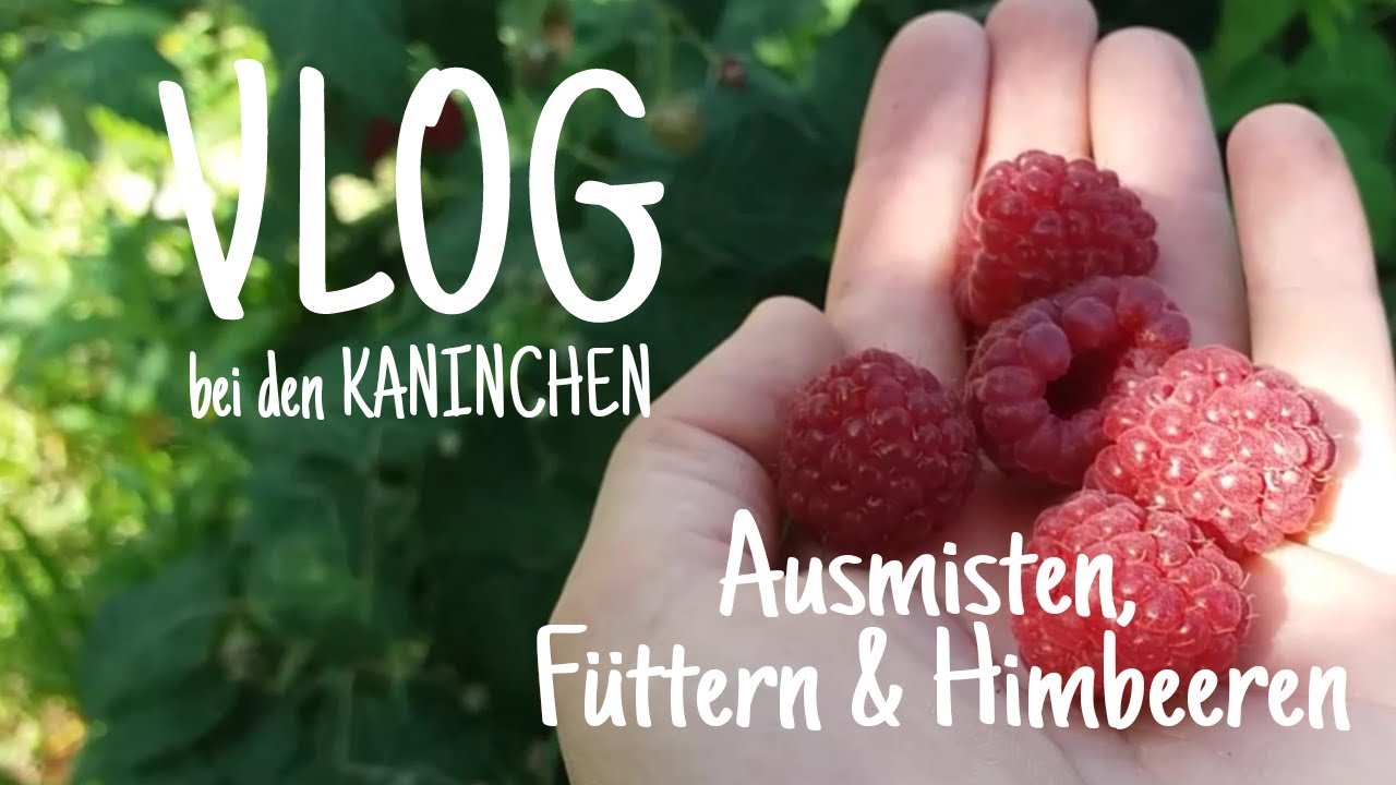 VLOG bei den Kaninchen 🐇🌿 | Kaninchenstar