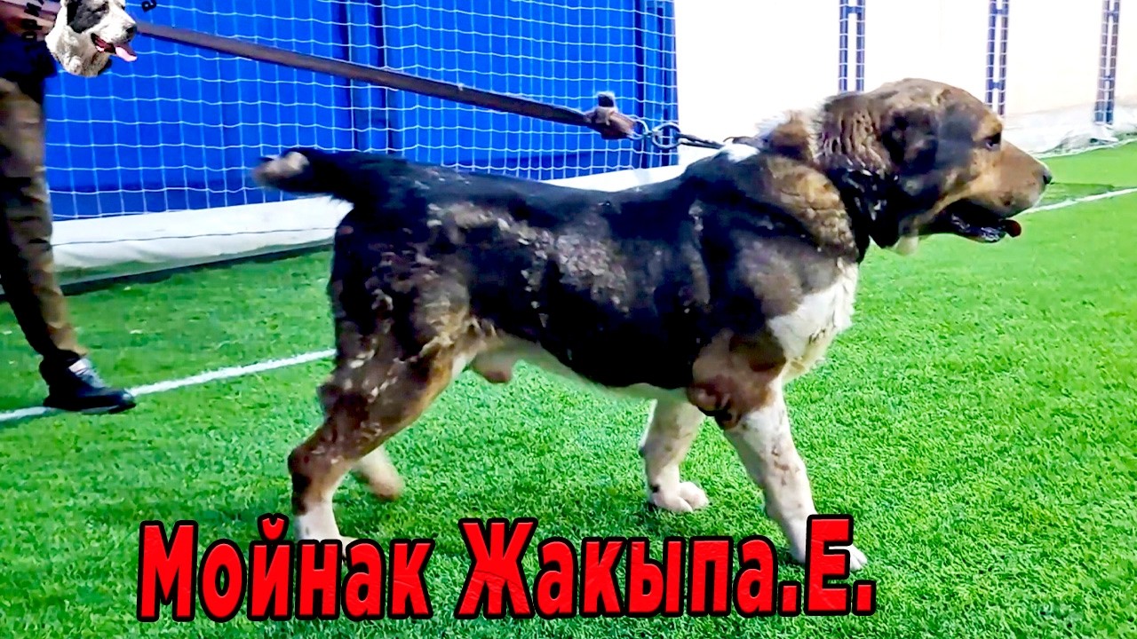 Мойнак Жакыпа Есполаева.