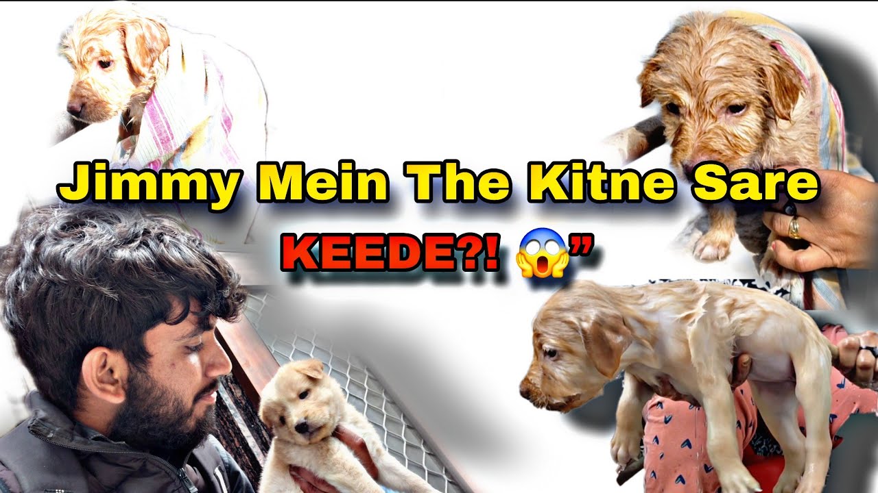 “Nahlaate Waqt Jimmy Se Nikle Keede 🕷😭🐶 | Pet Dog Care Vlog”