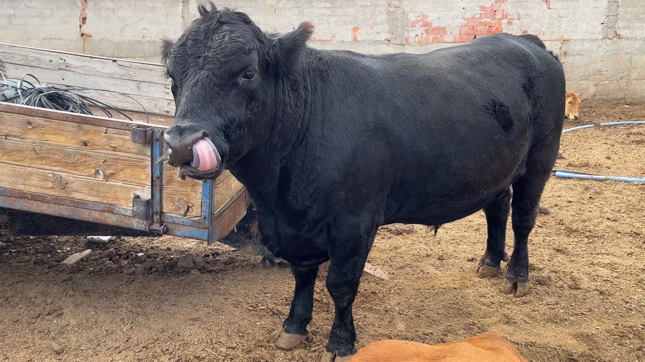 ANGUS IRKI BESİ RASYONU 1 KİLO ARPA ÜZERİ SAMAN MAL MEYDAN DA 👍👍👍