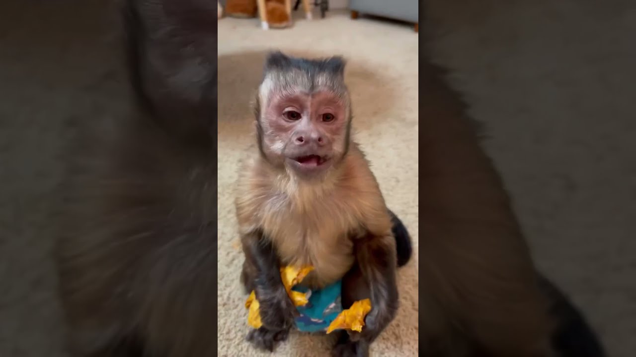 George the Monkey Gets Hibiscus Tea | Uncut and Unedited