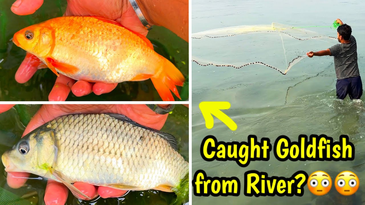 I caught a GoldFish from river??😳😜🔥| Catching fish from River | Orange Common Carp catching