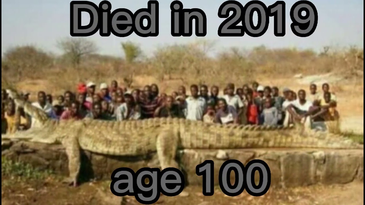 the end of Gustave (crocodile) part 2
