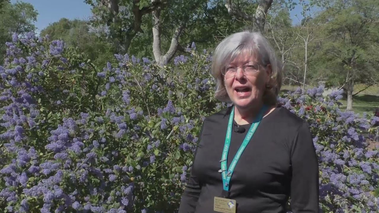 Propagating California Native Plants #5: Ceanothus