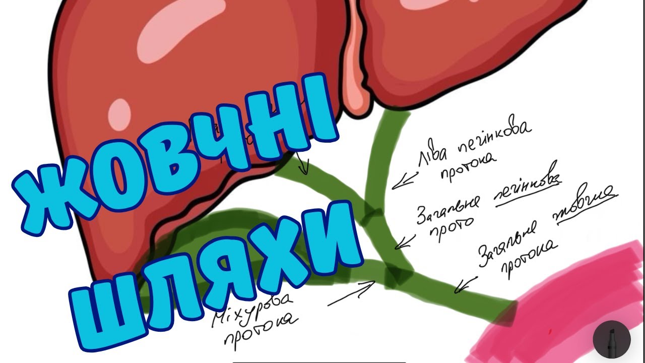 Будова жовчевивідних шляхів. Куди тече жовч після видалення жовчного міхура.
