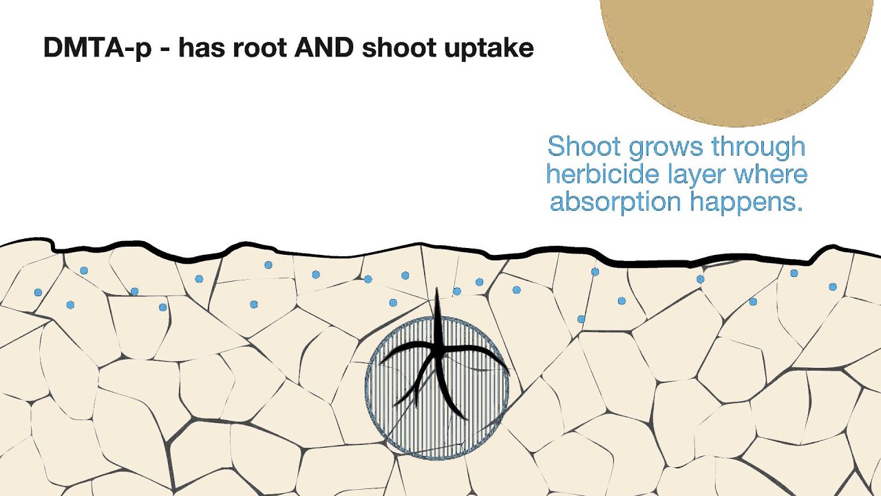 Oilseed rape establishment - principles and practices