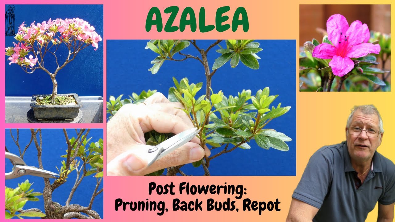 My Summer Tips for growing Satsuki Azalea Bonsai | Post Flowering Advice