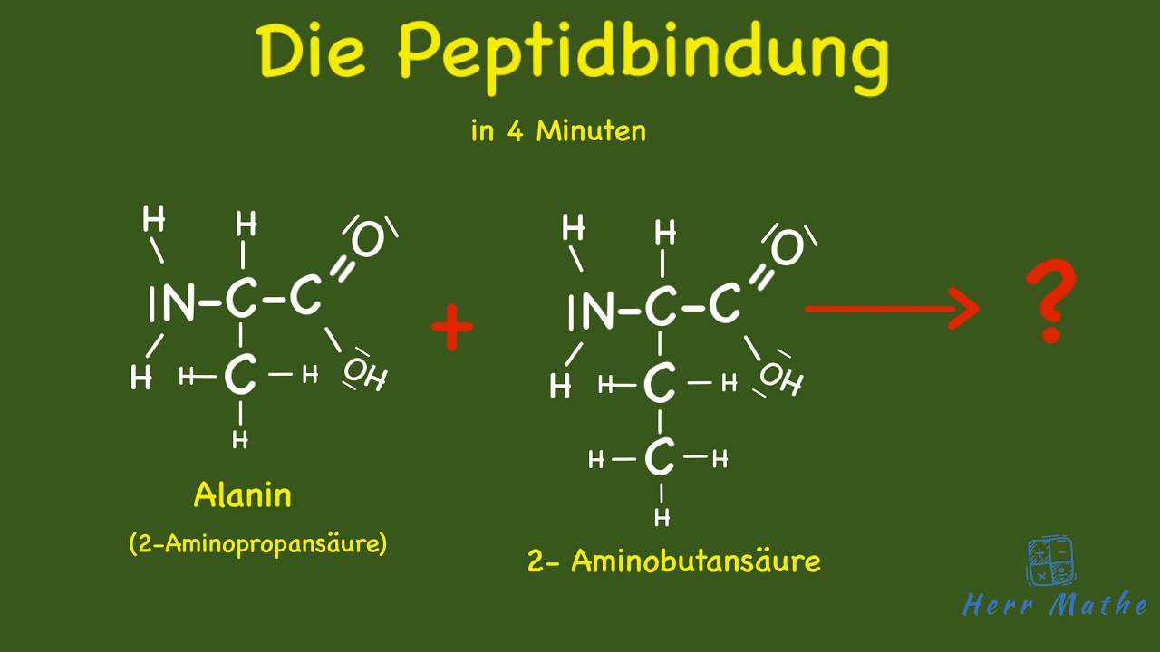Die Peptidbindung
