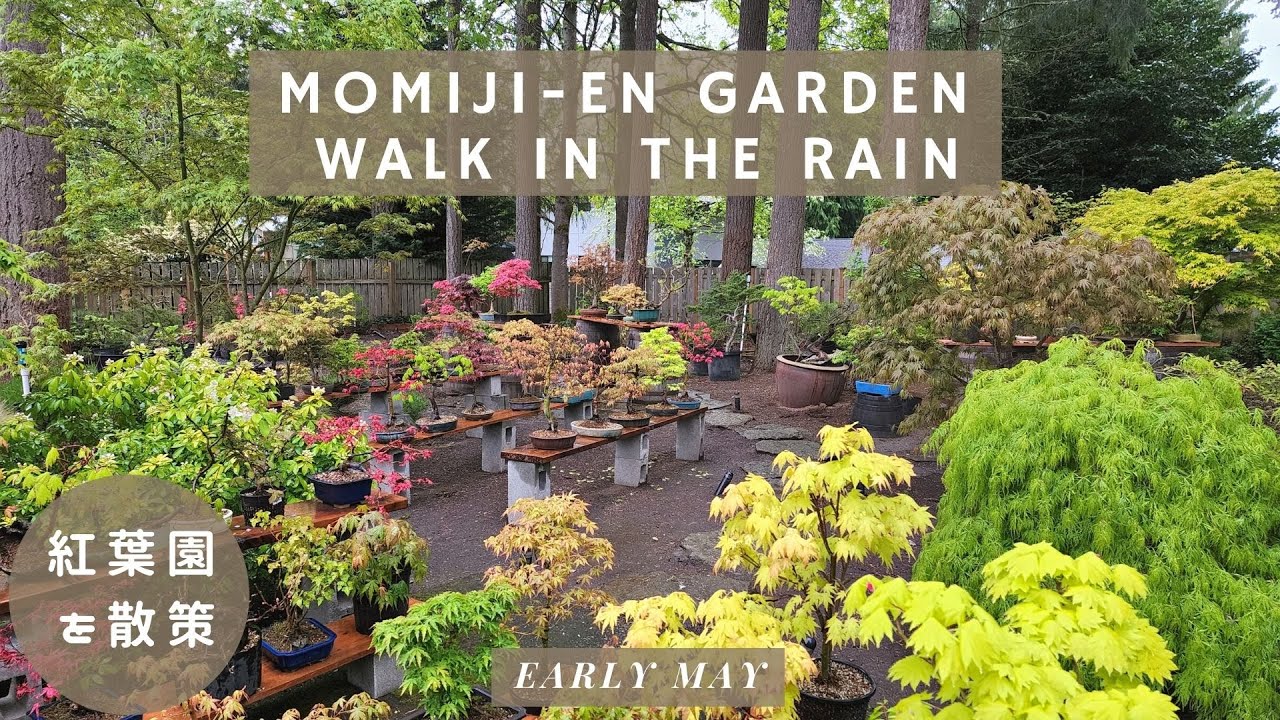 Momiji-en Garden Walk in the Rain - Early May Edition (５月の紅葉園を散策)