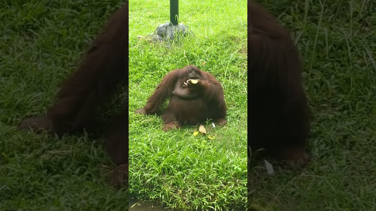 Orangutans eat too much and are too lazy to move