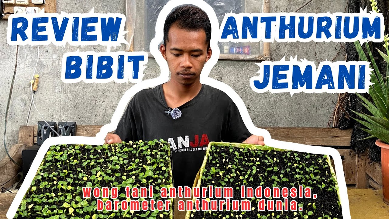 USIA BERAPA BULAN YA DARI SEMAIAN? | BINTANG NURSERY | BANDUNGAN | KABUPATEN SEMARANG