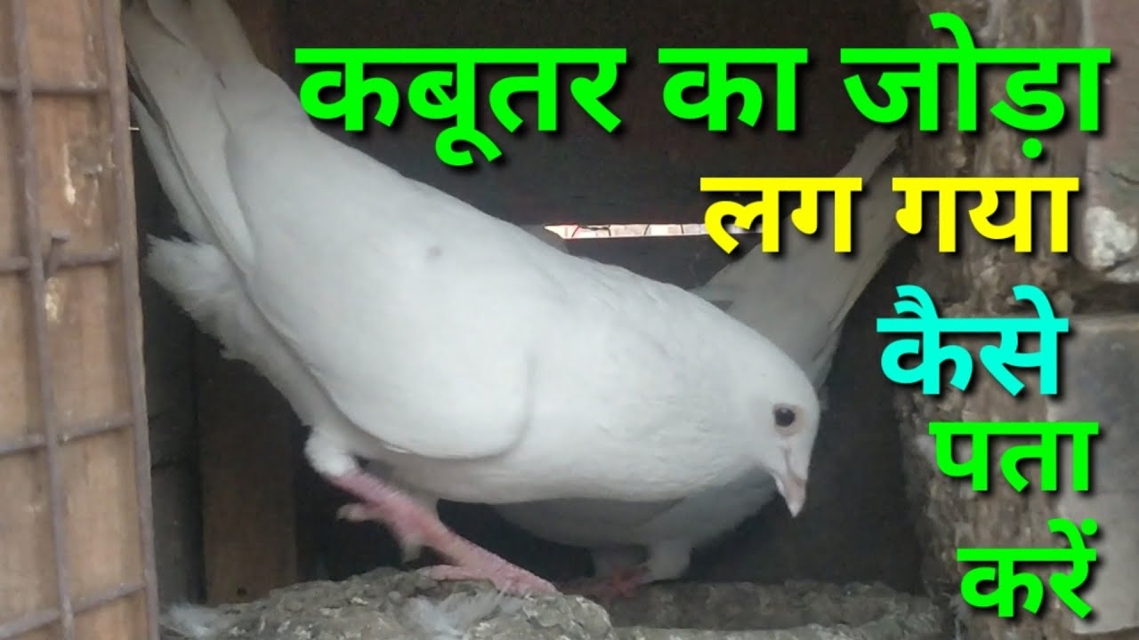 Kabutar ka Joda lg gaya hai kes pata kare