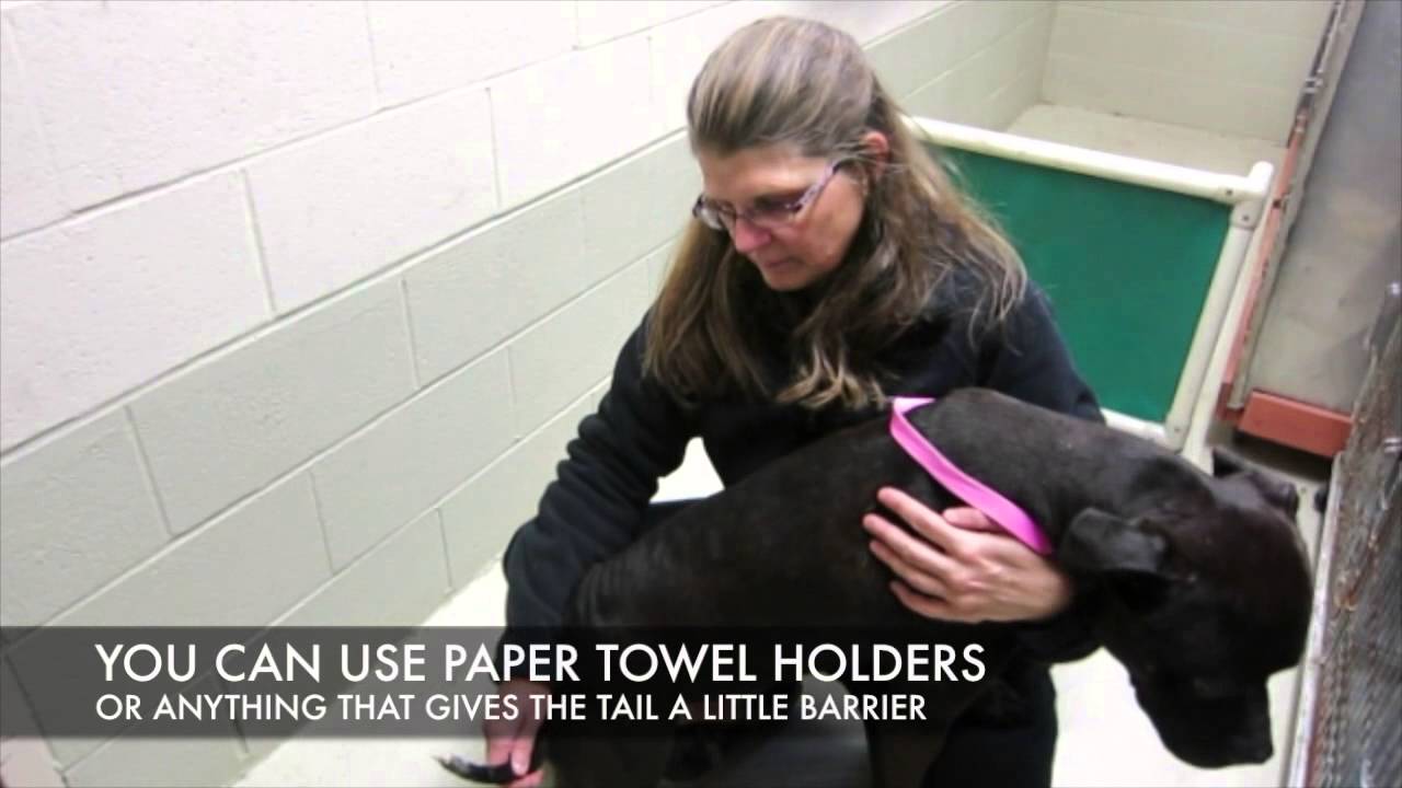 Happy Tail in Animal Shelters