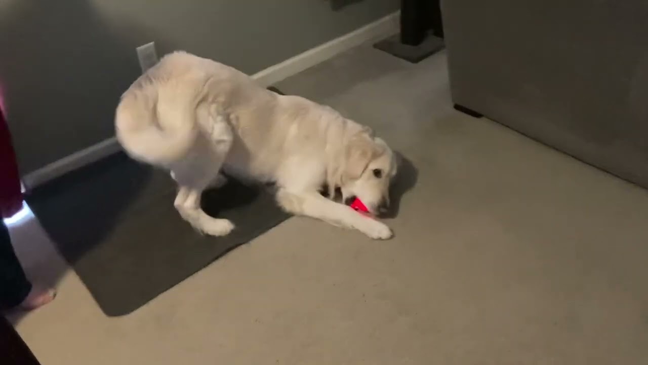 Murphy’s Birthday Ball