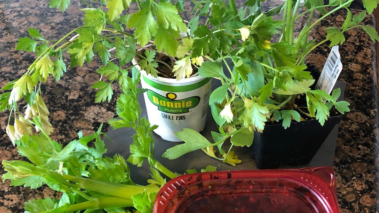 Herb storage/ Farmer market visit