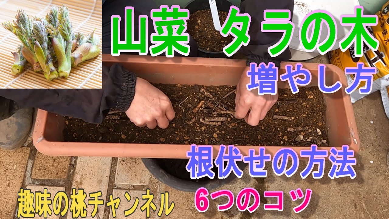 【山菜　タラの木】　増やし方　根伏せの方法　6つのコツ　25/3/24