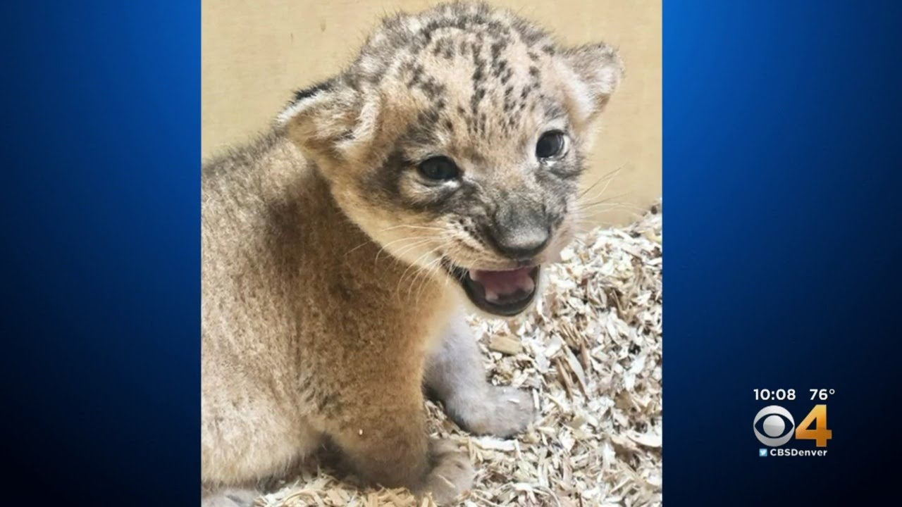 Lion Cub At Denver Zoo In Need Of Specialized Care