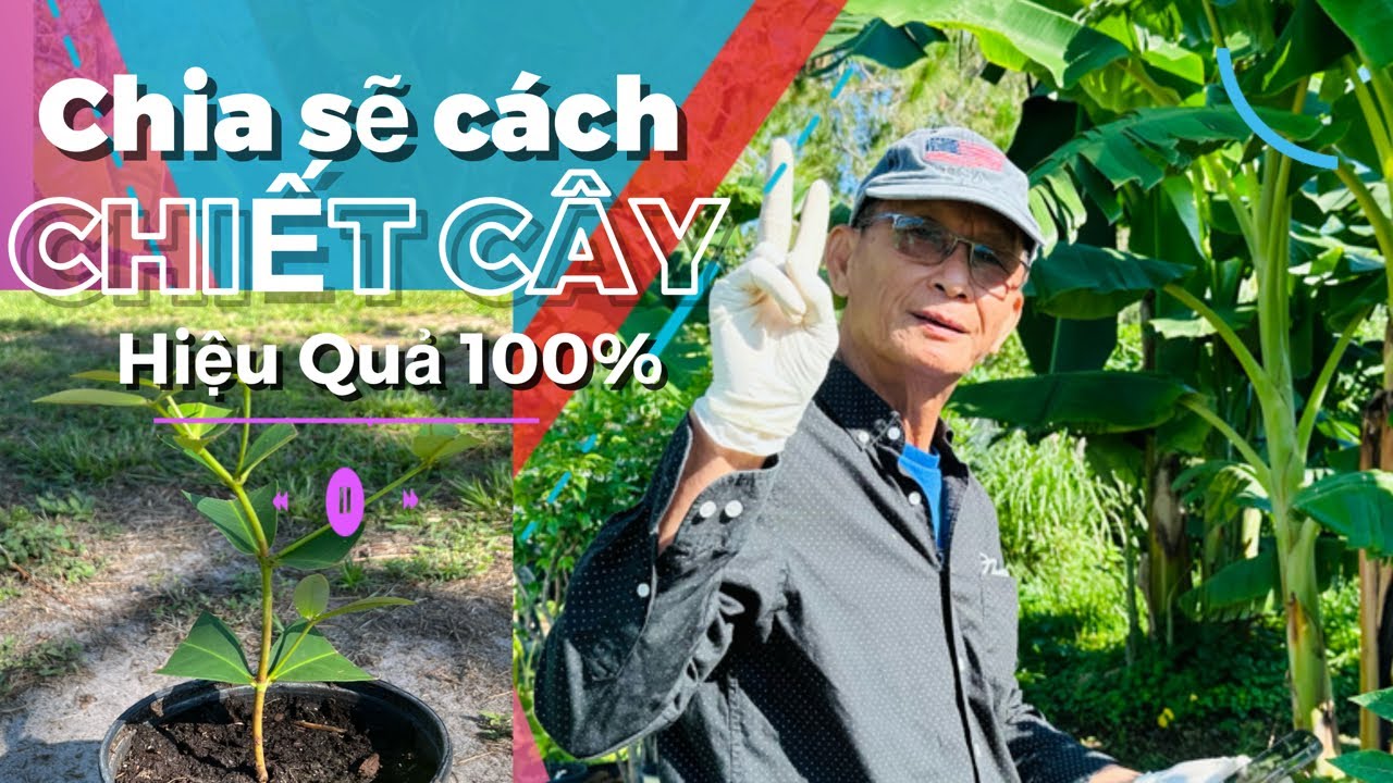 Chia sẽ cách chiết cây hiệu quả nhất hiện nay.  100% thành công