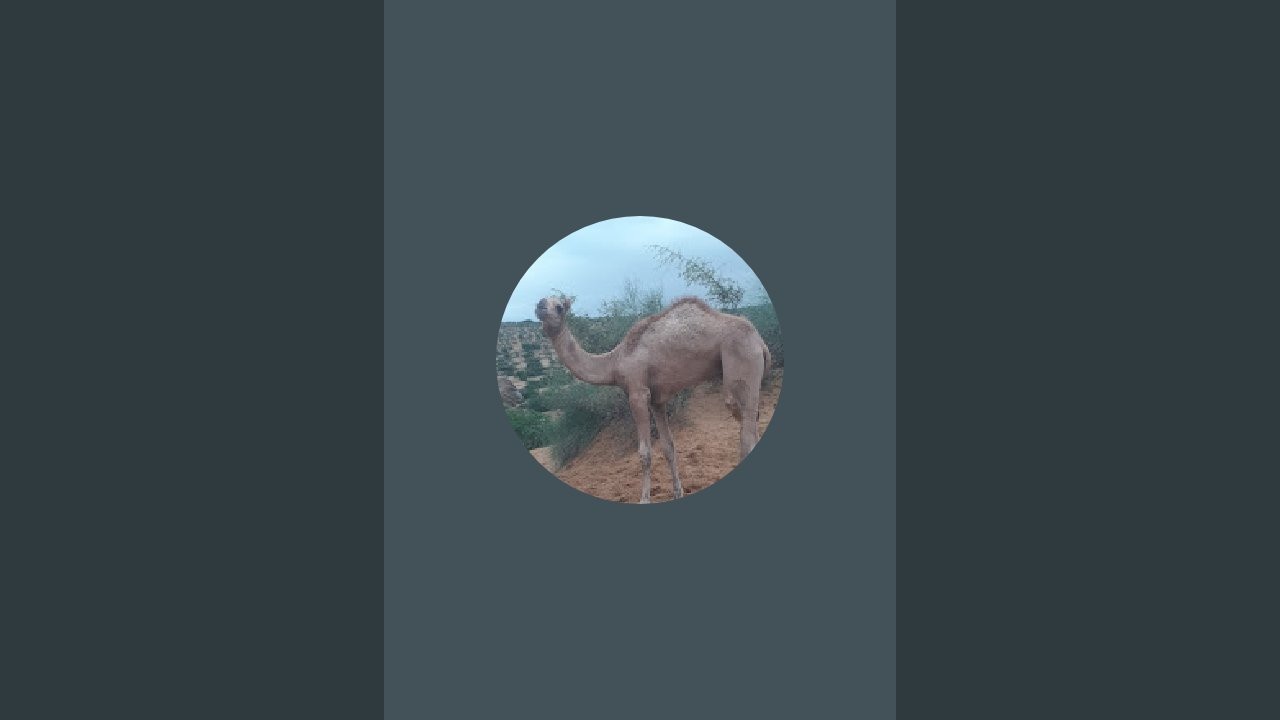 Camels village life  is live