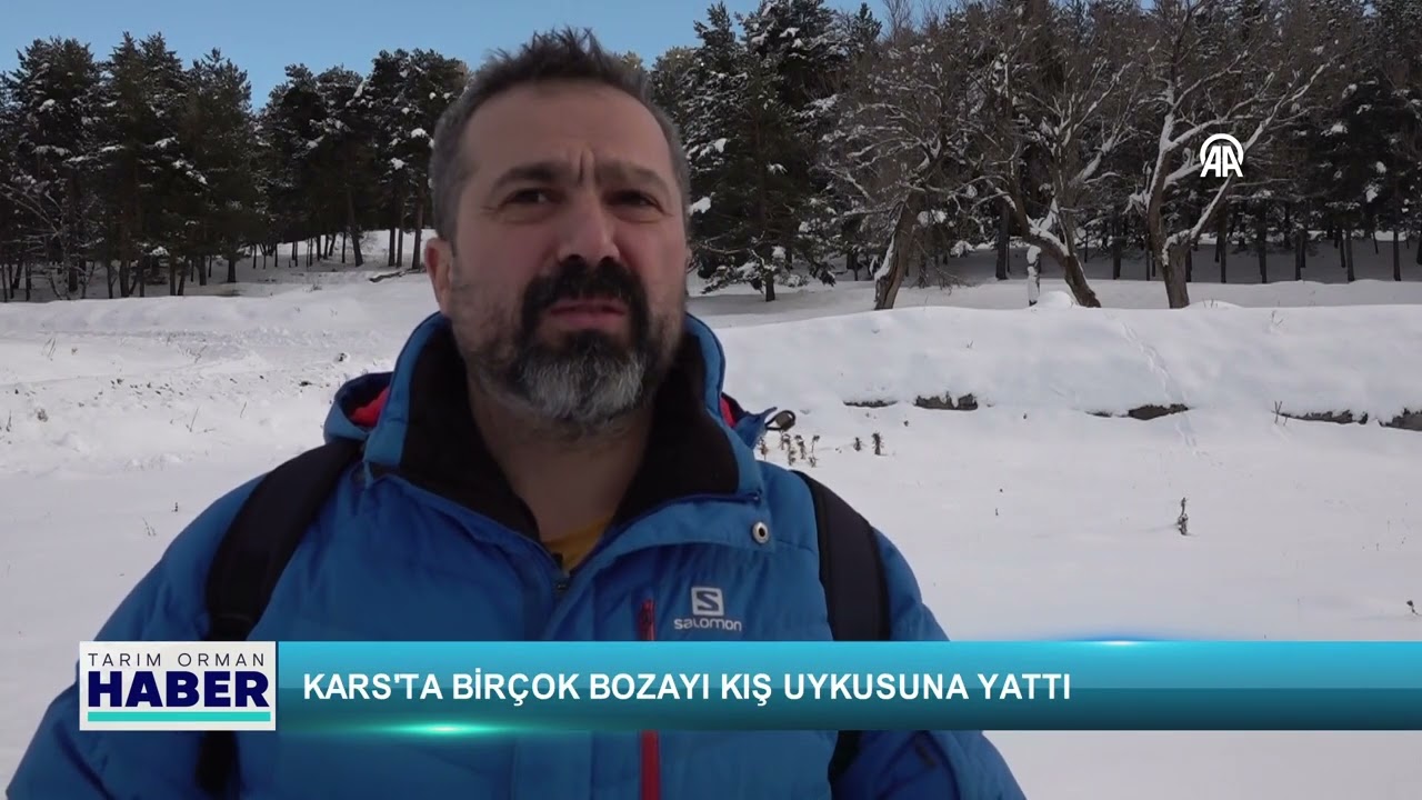 Kars'ta birçok bozayı kış uykusuna yattı