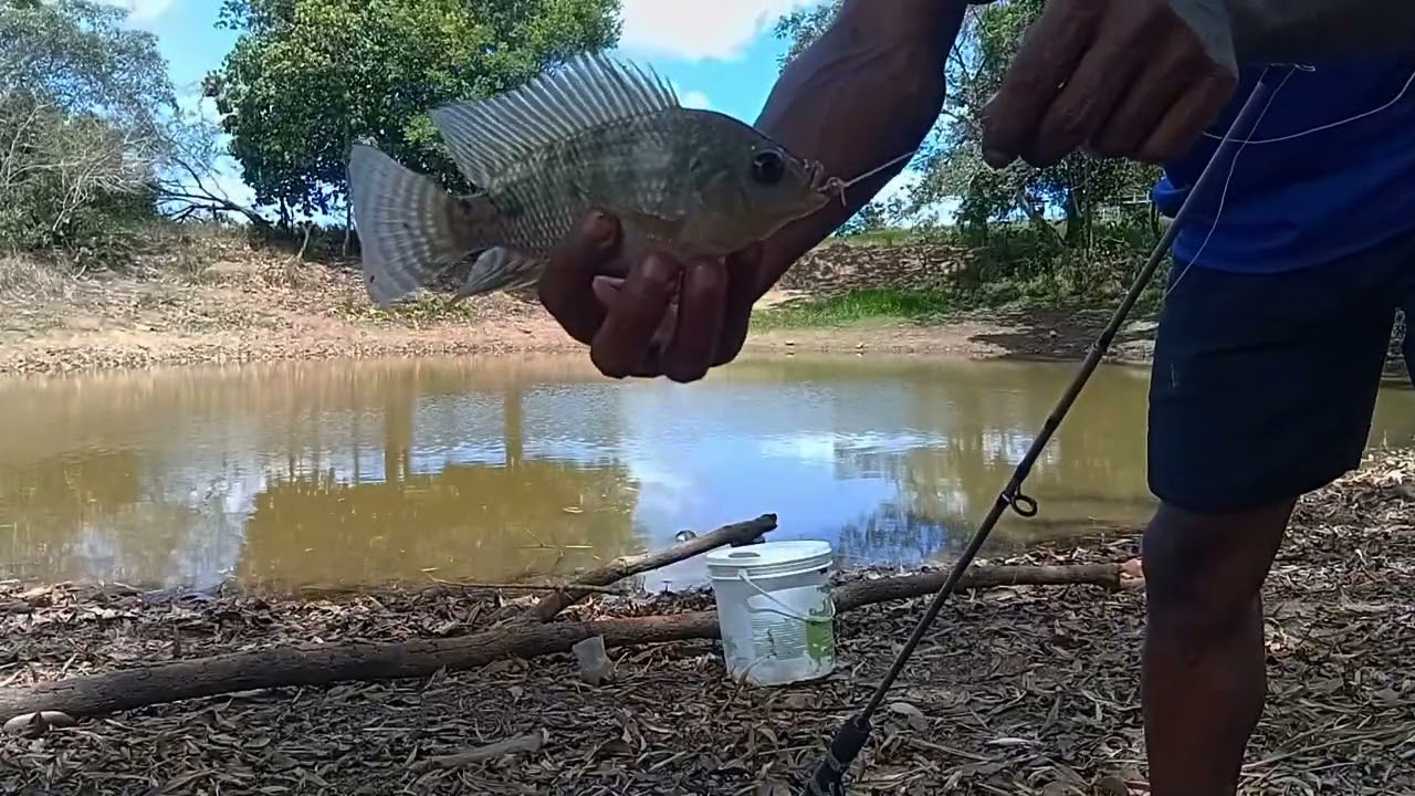 Pescaria de tilapia!!! Me segui pra ajudar o canal a crescer 🙏🙏