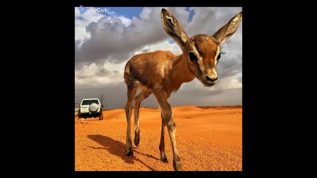 طاهر البشاري رقم التسجيل 2002