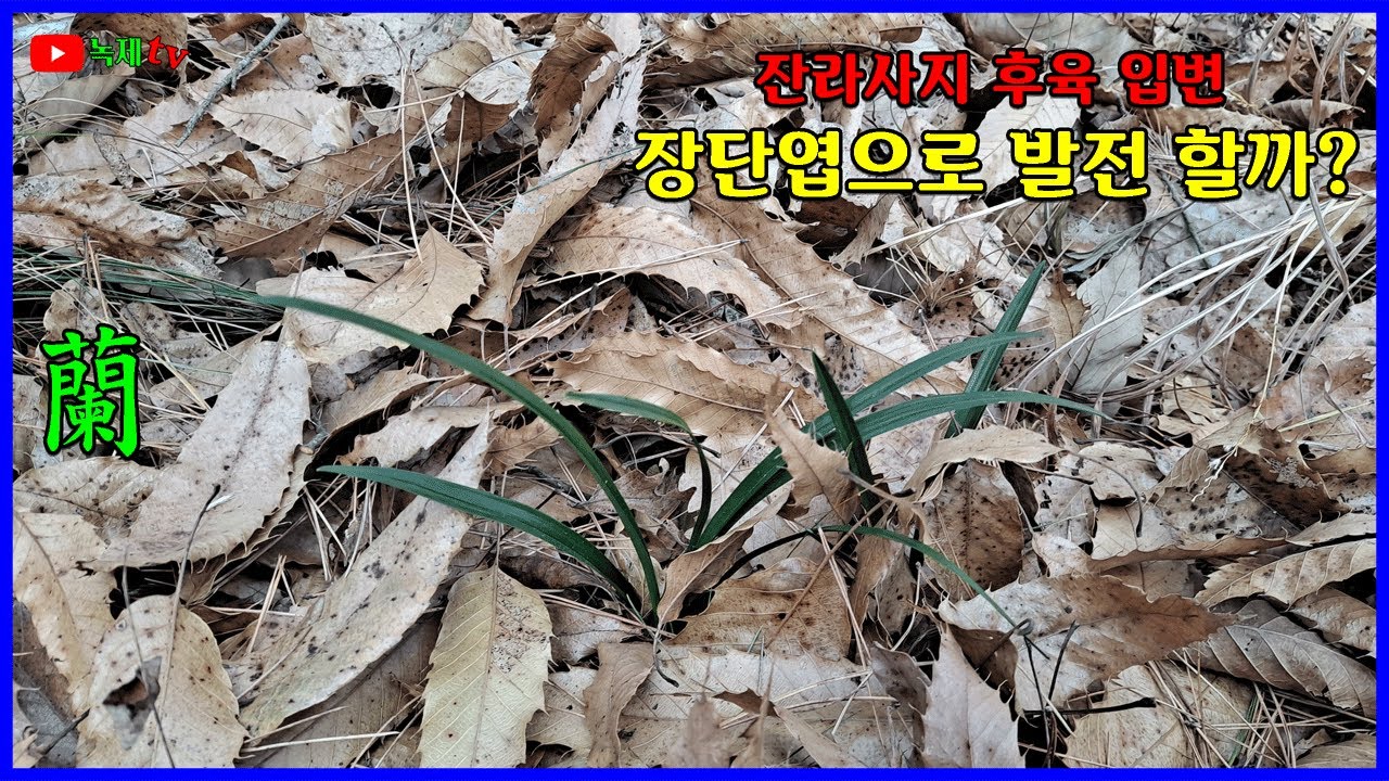 잔라사지가 깔린 후육질의 입변을 유추 해석해 봅니다.