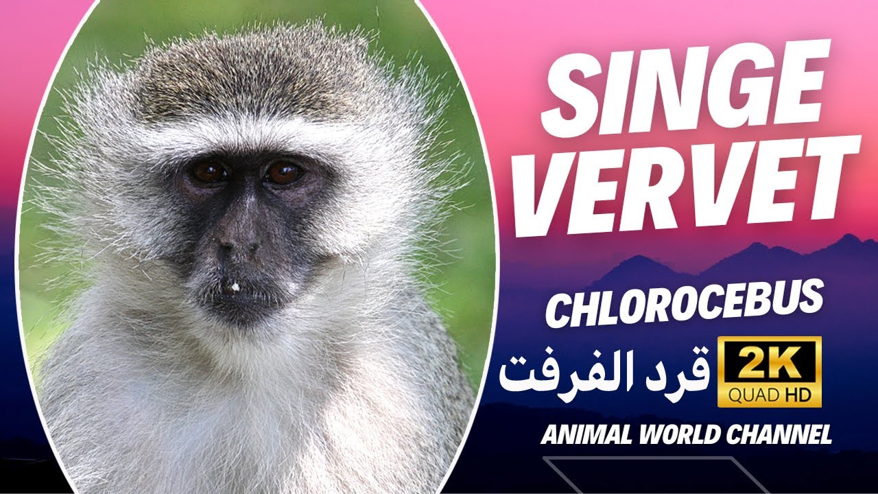 Le singe vervet une espèce commune en Afrique australe