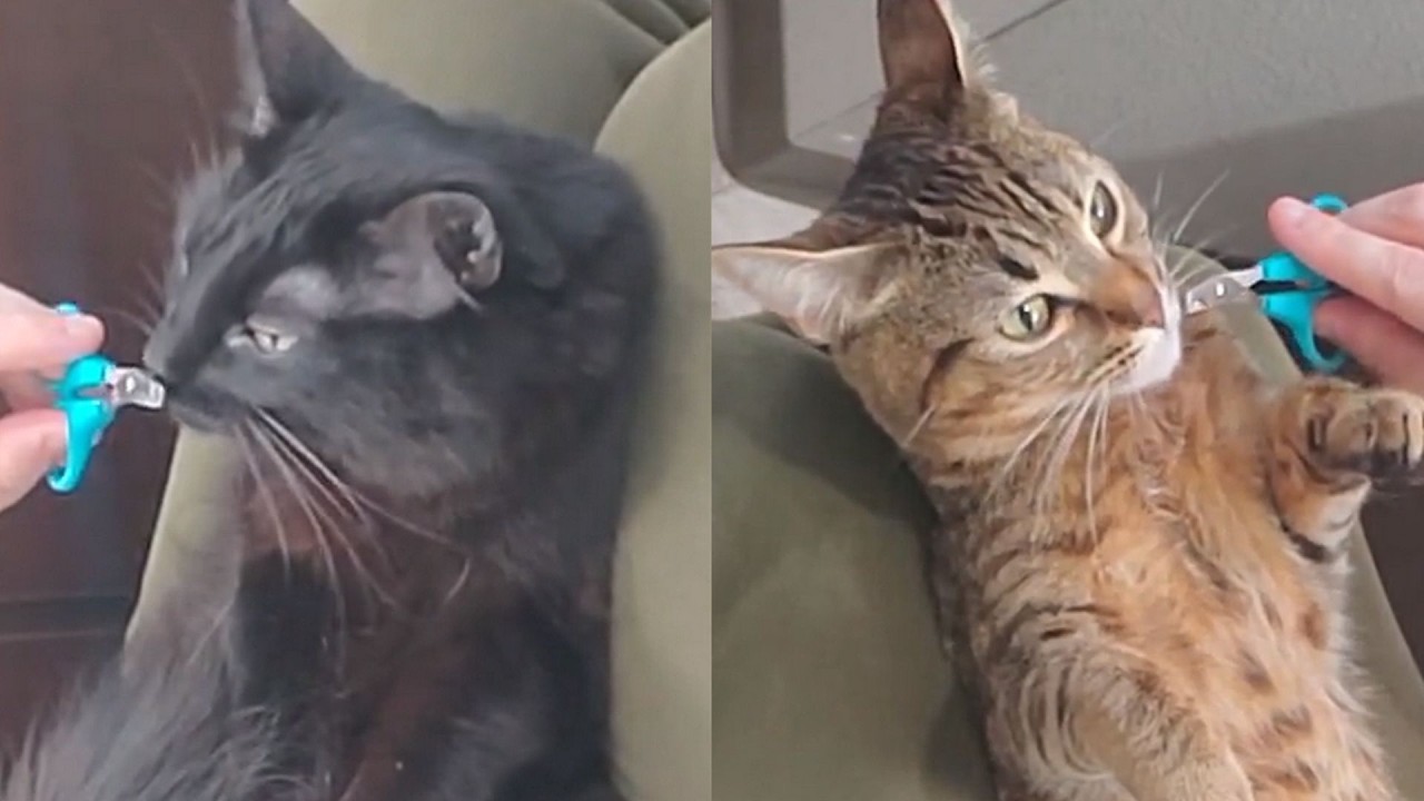 How I cut my cats nails quick and easy