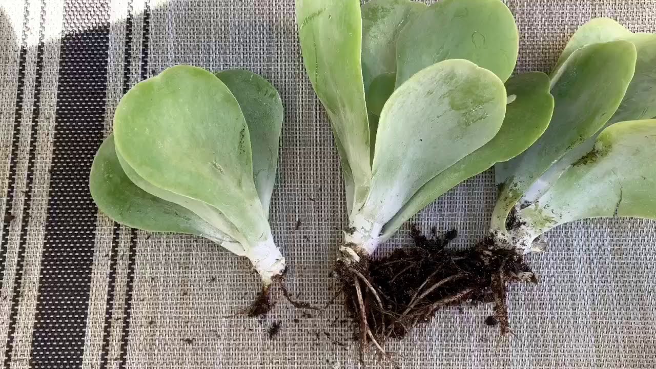 Flapjack paddle plant offsets and new babies in 12 days!