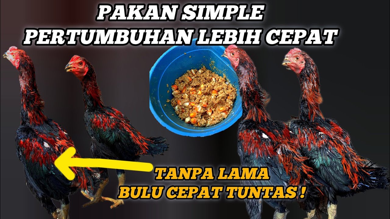 2  BAHAN PAKAN UTAMA USIA 5 BULAN#pakanayam#pertumbuhanayam