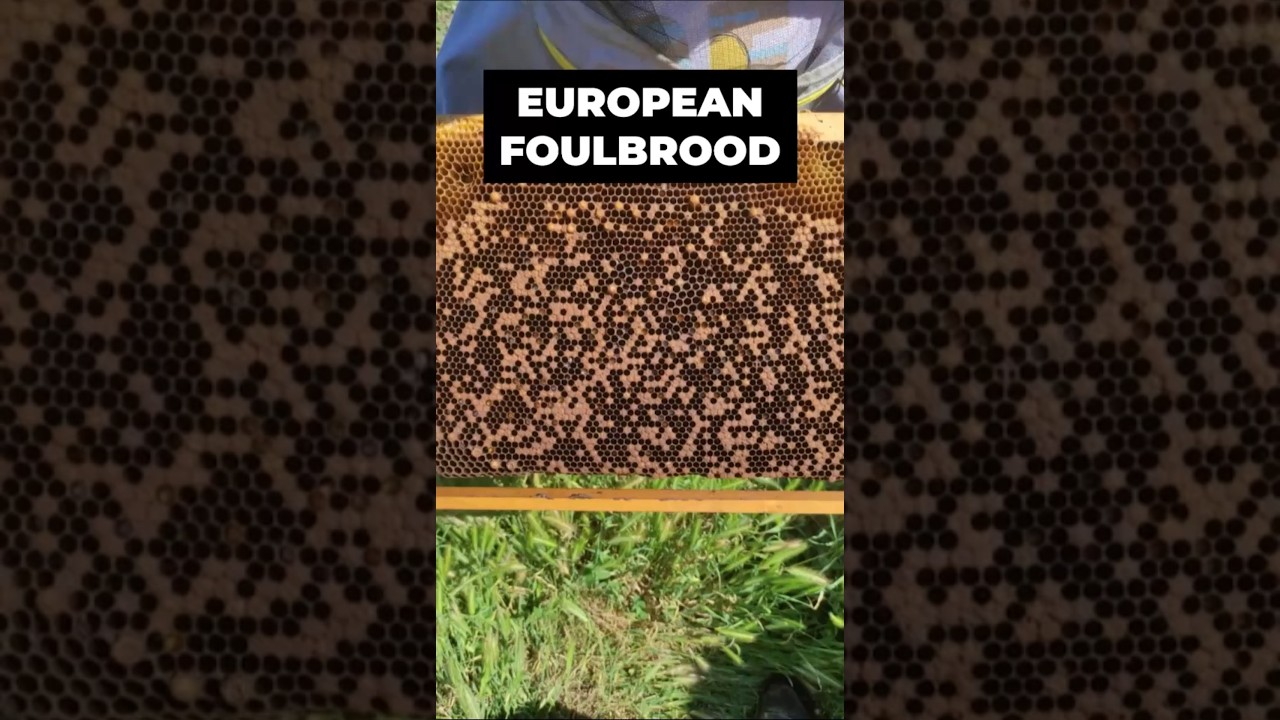 EUROPEAN FOULBROOD - Inspection and control with natural products