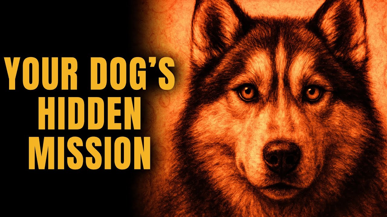 Your Dog Isn’t Just a Pet! Edgar Cayce Revealed Their Hidden Mission in Your Life