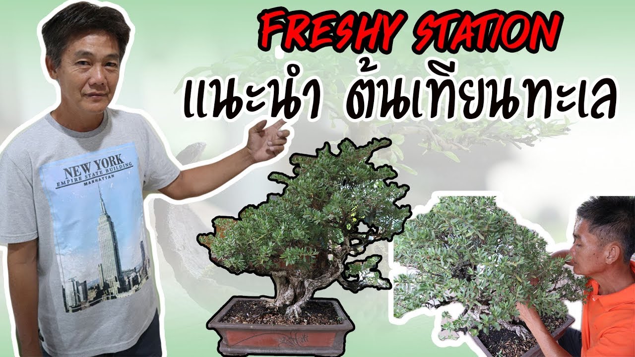 Bonsai Station [Freshy Station] EP. 20 แนะนำต้นเทียนทะเล