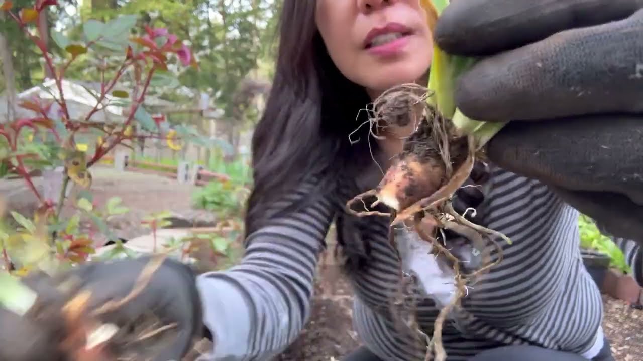 How to Plant and Propagate Dwarf Iris #homengardenwithLen