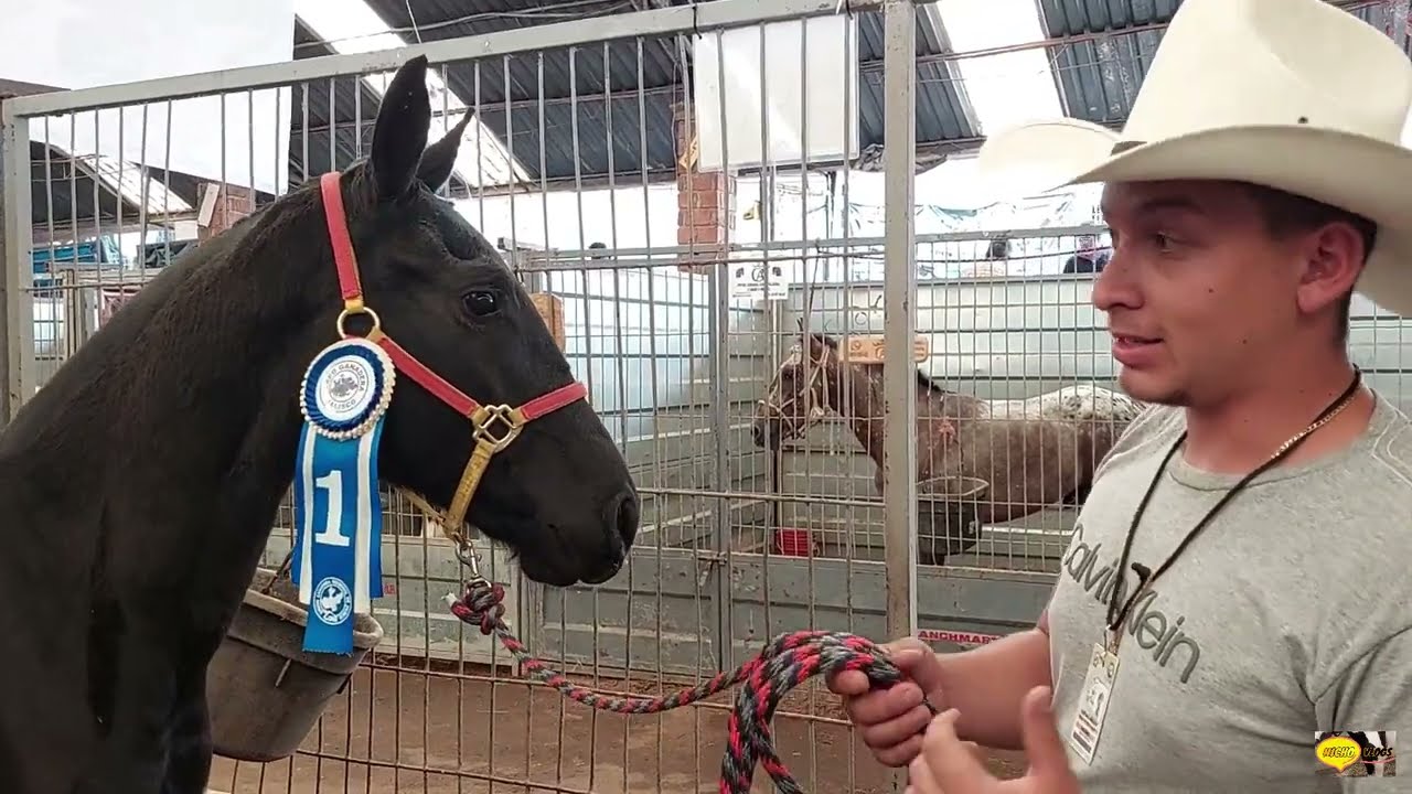 EXPO GANADERA TLAQUEPAQUE JALISCO PARTE DOS-CABALLOS FINOS-BORREGOS PUROS-UN BUEN CABRITO...